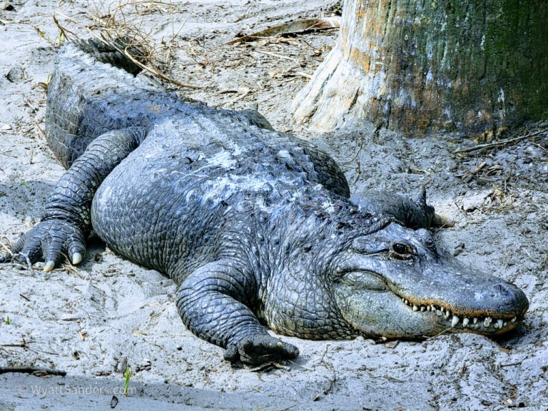 St. Augustine Alligator Farm