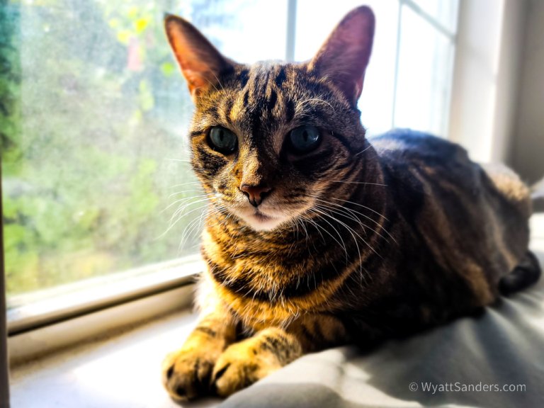 My Cat Chiquita